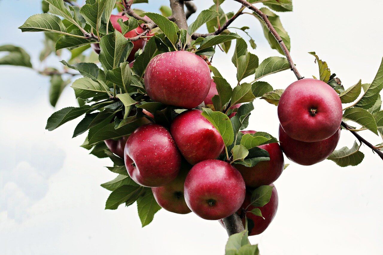 How to Pick, Plant, and Care for Backyard (or Balcony) Fruit Trees