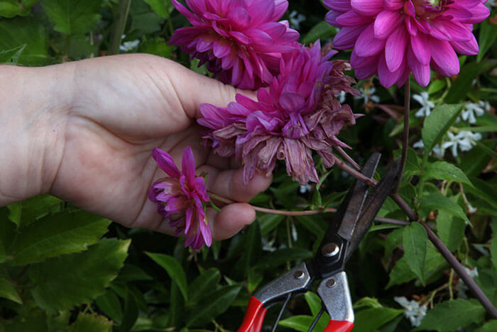 Summer Pruning Tips