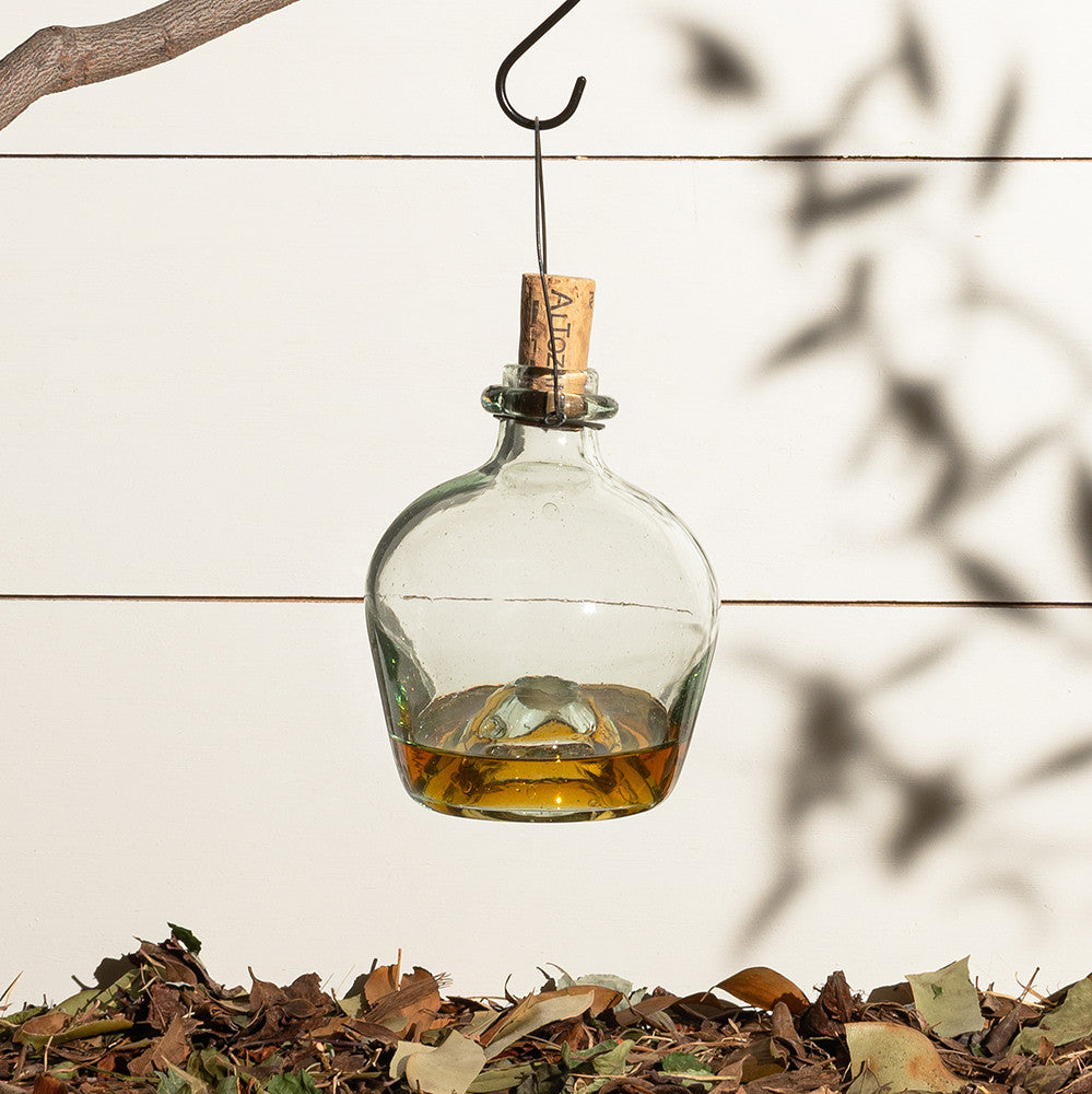 Glass wasp traps