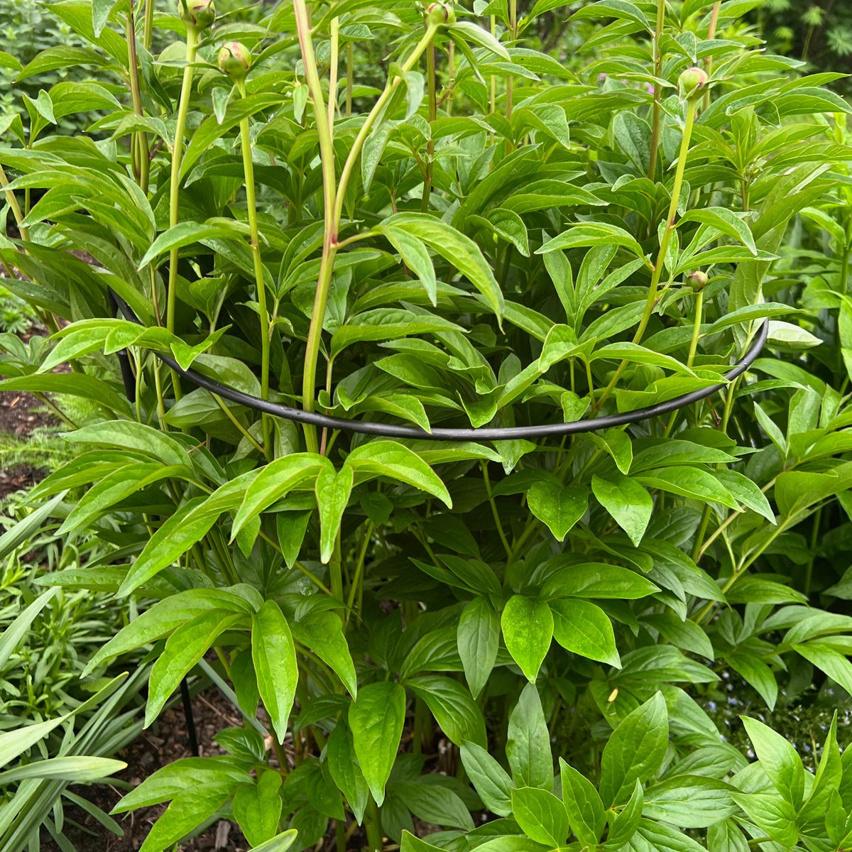 Half-Circle Steel Garden Support