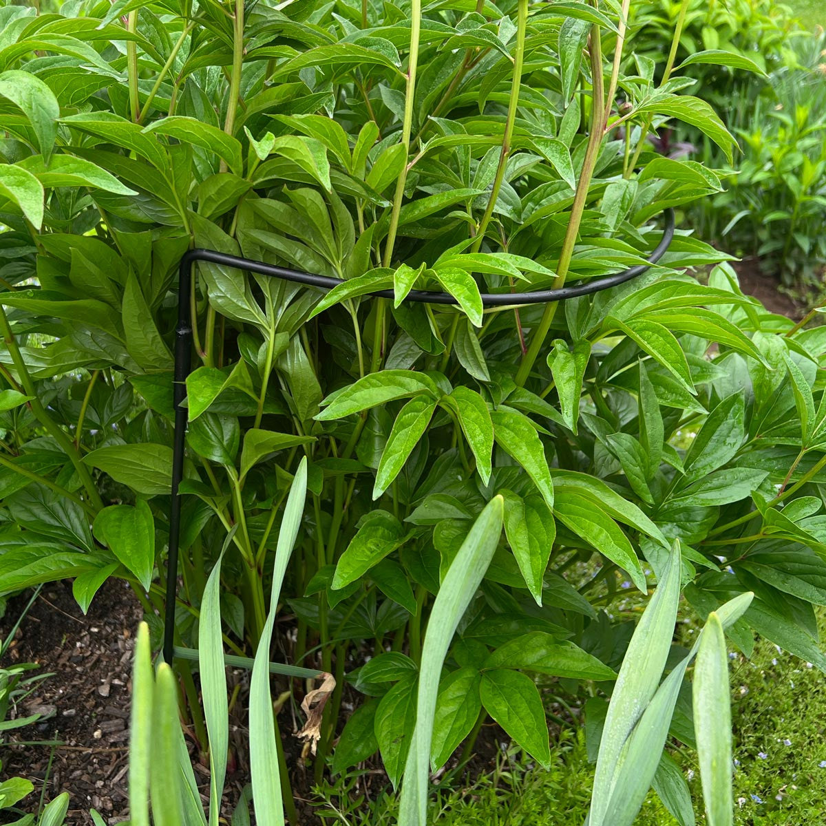 peony flower support