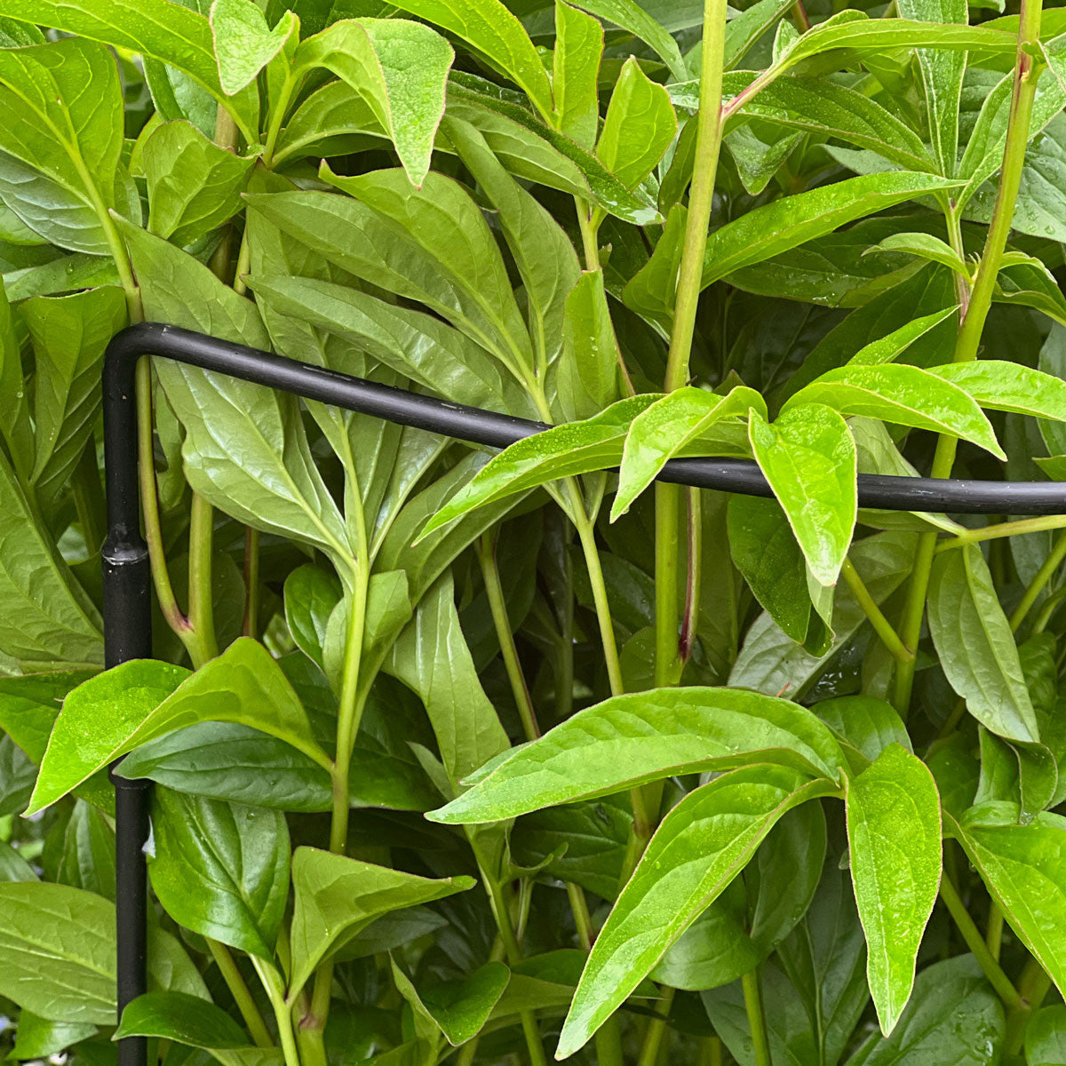 Half-Circle Steel Garden Support