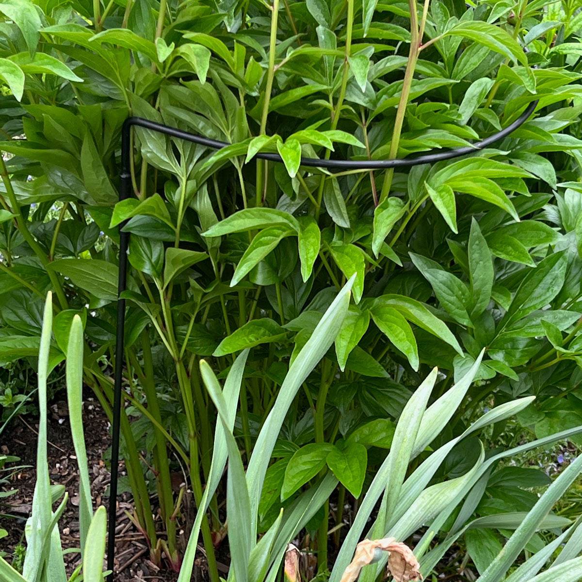 Half-Circle Steel Garden Support