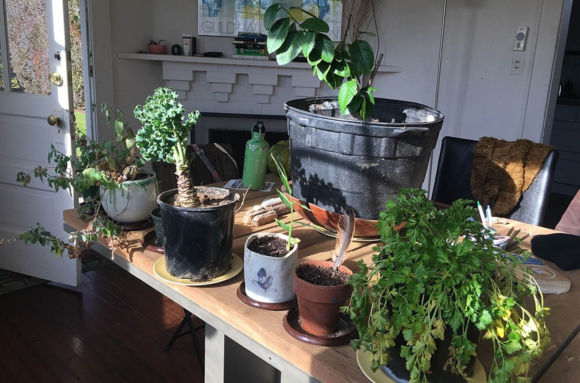 Inspiration for Your Winter Indoor Garden