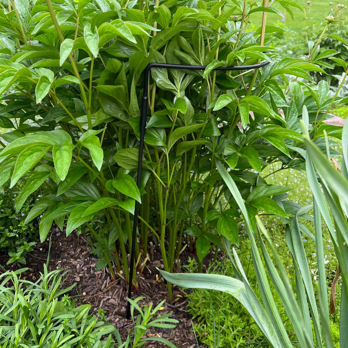 Half-Circle Steel Garden Support