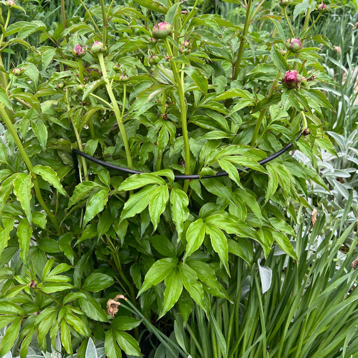 Half-Circle Steel Garden Support